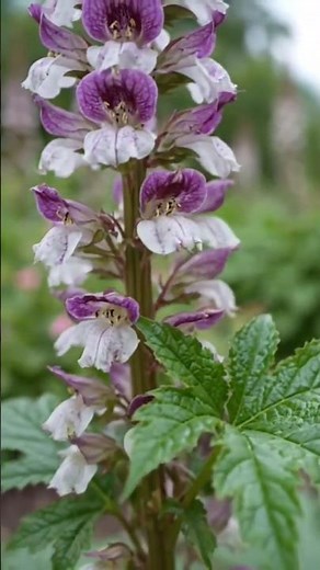 Acanthus — The Ancient Flower That Inspired Greek Architecture | Floral Planet🌿