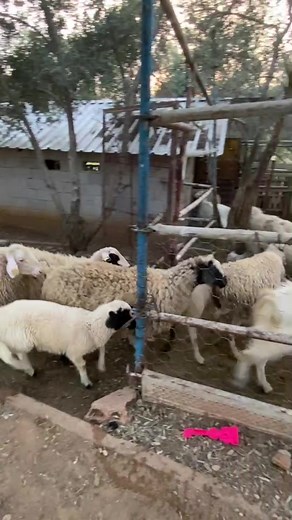 Playful Goats Running Around the Farm