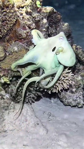 This creature is basically an underwater shapeshifter 😳🐙#AnimalFacts #OceanLife #Octopus #DidYouKnow