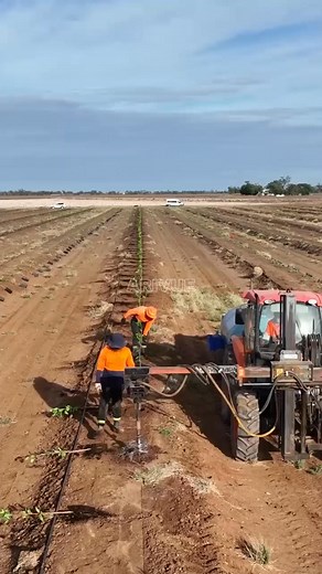 Blueberry planting process | Agrivue