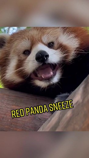 Adorable Red Panda Sneeze Compilation