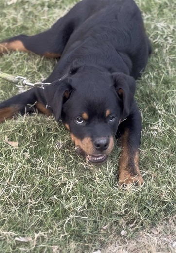 Cute Rottweiler pup #tblk #theblackleashkennel #doglovers
