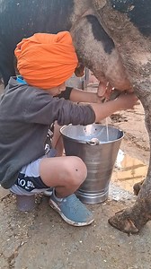 🔥 follow me Khabbra DAIRY FARM #topdairyfarm #farmingpunjab #dairyfarmpunjab #viralreels #dairyfarm #FacebookPage #trendingshorts #facebookviral #minivlog | Khabbra DAIRY FARM