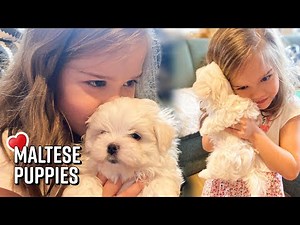The Maltese Dog - Adorable MALTESE PUPPIES are playing with the kids 🥰