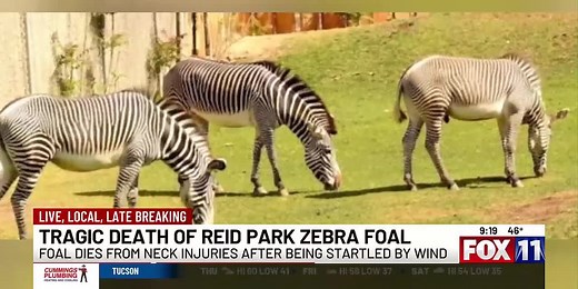 For the third time in a decade, zebra foal dies at Reid Park Zoo