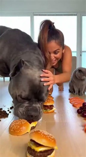 Funny Dog Challenges, Races & Eating Contests! #PawChallengeTV, #FunnyDogs, #DogRaces