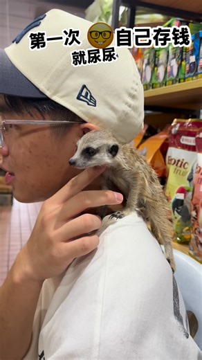 小狐萌🥰它比较🉑💕，叫姨姨买🥳🥳 #meerkat #furryfriends #myhobby #lovewhereyoulive Reptiles Planet & Pet Studio-Max Kong | Reptiles Planet & Pet Studio-Max Kong
