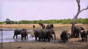African bush elephant group grooming with mud in Kruger National park, South Africa ; Specie Loxodonta africana family of Elephantidae