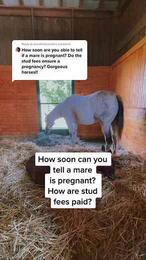Discovering Pregnancy in Horses: A Guide for Horse Owners