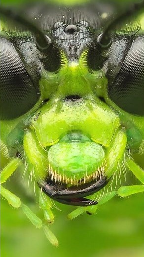 Insect Macro Photography (Full Video On My Channel)