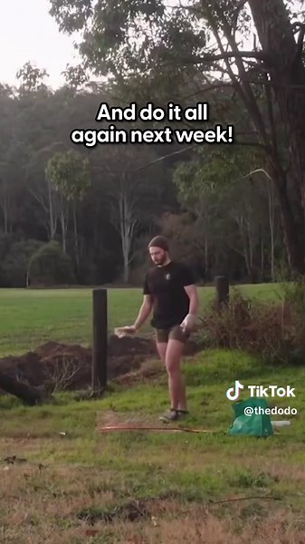 Guy chases down wombats to save their lives ❤️ Toby, a wombat rescuer, spoke to us about the wild wombats he saves from mange — and how to do it step-by-step! 😂 Keep up with @Toby the Wombat Guy and his efforts!