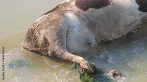 Dead cow animal carcass that died as a result of an epidemic disease.Old carrion putrefaction decay rot rottenness rotten deceased defunct swollen corpse stages of decomposition river water body sick.