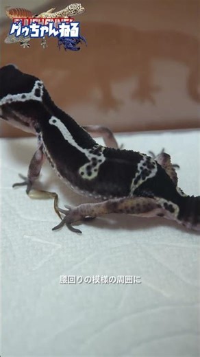 Little Leopard Gecko Observation Diary Day 5 #leopardgecko #leopardgecko #reptiles #GooChannel