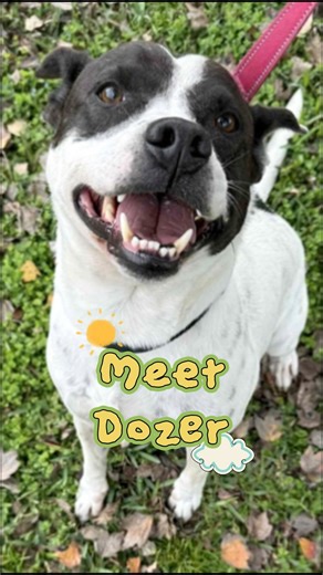 🐾 Meet Dozer, a sweey boy who will steal your heart! 🐾 Looking for a dog who loves hard right from the start? Dozer is your guy. This 5-year-old terrier mix weighs about 50 lbs and has never met a stranger—just friends he hasn’t hugged yet. ❤ Dozer is affectionate, gentle, and wonderfully outgoing. He’s the kind of dog who makes you feel like you’ve known him forever. And just look at that smile!? ✨ Why we adore Dozer: - Instant Lovebug: Happy, affectionate, and always ready for pets and cuddl