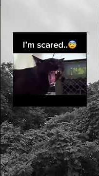 Black cat saying "Die!! You will die" Scary!! 👻👻 - TikTok