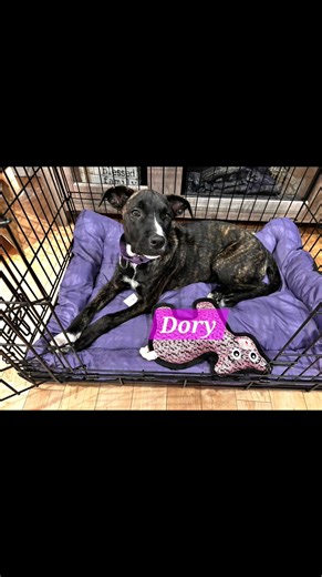 🐾 Four times the puppy love! 🐾 Meet Demi, Dory, Dan & Dash — four adorable pups who just arrived and are ready to find their forever homes! 💕 Each one’s got their own goofy charm and endless energy — guaranteed to fill your home with tail wags and laughter. 🐶✨ Fostered locally through From Alone to Home Rescue, a licensed rescue in MA, RI, CT & VT. All are spayed/neutered, vaccinated & microchipped — adoption ready and waiting for YOU ❤️ #AdoptDontShop #RescuePuppies #FromAloneToHomeRescue #