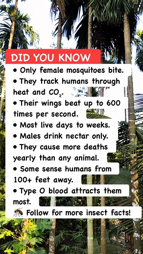 Mosquito Facts That Will Freak You Out #BugScience #MosquitoInfo #InsectFacts | Bangla Quiz