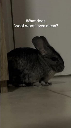 Chinchilla Language 101: What’s ‘Woot Woot’? 😅 #cute #wootwoot #chinchilla #sounds #chinchillalife