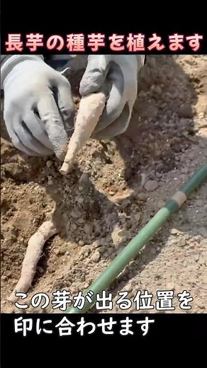 Short Video: Planting Nagaimo (Chinese Yam) Seed Tubers - 2026 Edition