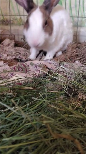 #oldies #coversong #singer #song #vintage #beach #guitar #blue #cover #cuteepie #rabbit #ananya #rcb