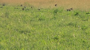 Flock Birds Flying Over Field Stock Footage Video (100% Royalty-free) 1421275 | Shutterstock
