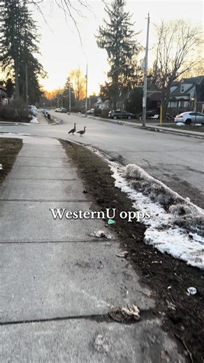 Understanding Goose Behavior and Safety Tips