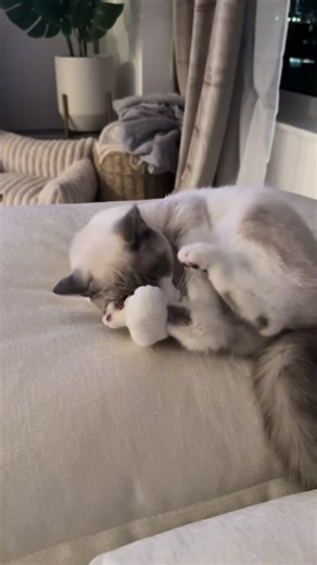 Understanding Siamese Cat Behavior: Is Pearl Normal?