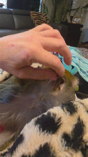 Who's grooming who lol She loves to pack them pouches! Lol #Feb2026 #macaque #java #Ezra #monkey #sosweet #pouches #grooming | Gena Walck