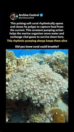 This Soft Coral Colony Never Stops Moving