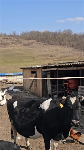 Uluc întreg 069551717🇲🇩