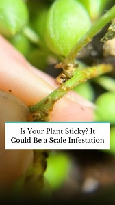 Is your plant sticky? It might be a scale infestation! Scale looks like tiny sap-sucking insects and often looks like a fungal or bacterial infection on a plant. Tap the link in our bio to learn more about scale infestations and the other methods to treat and remove it. #TheSpruce #houseplants #gardening #plants #houseplantclub | The Spruce