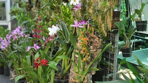 Hanging Orchids - Gardening Australia
