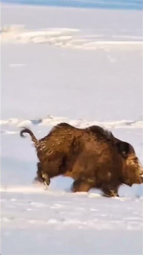 #boarhunting #huntinglife "The 300lb Beast Charged Without Warning!"