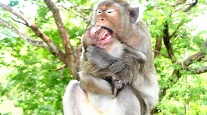 Oh Pity To This Baby Is!, Emila Reject Of Charlina Help, Mother Emila Beats Her Baby Millie Strongly | Monkey BC