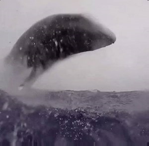 4.9K views · 61 shares | WOW! That's powerful  <3  #gif | Hitwe | Facebook