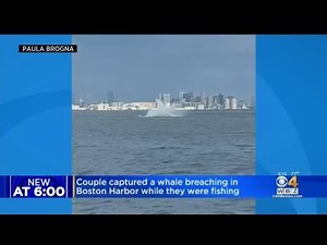 Stunning videos show close whale encounters in the Boston Harbor