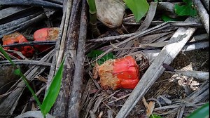 Fragrant Screwpine (Pandanus fascicularis, Pandanus odorifer, Pandanus tectorius) with nature background. Fragrant plant in Indonesia.