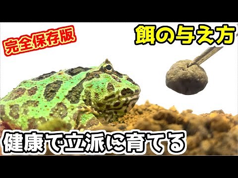 プロが教えるツノガエルを健康で立派に育てる為の餌の与え方とコツとポイントを徹底解説【完全保存版】 クランウェルツノガエル ベルツノガエル 飼育方法