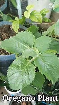 Oregano Plant - The Most Powerful Herbs