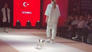 26K views · 317 reactions | A cat, on a catwalk, owning it, in Istanbul, Turkey | Hürriyet Daily News and Economic Review | Facebook