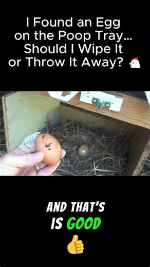 I Found an Egg on the Poop Tray… Should I Wipe It or Throw It Away? 🐔