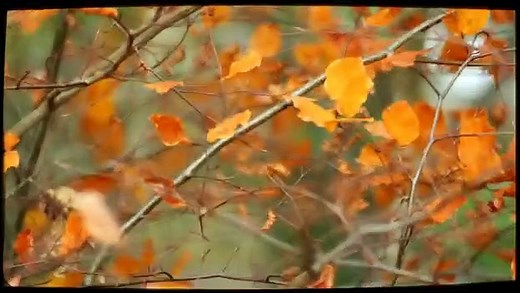 Old Fangs | movie | 2009 | Official Trailer