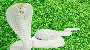 सपने में सफेद नाग देव के दर्शन से मिलेगा आश्चर्यजनक शुभ फल