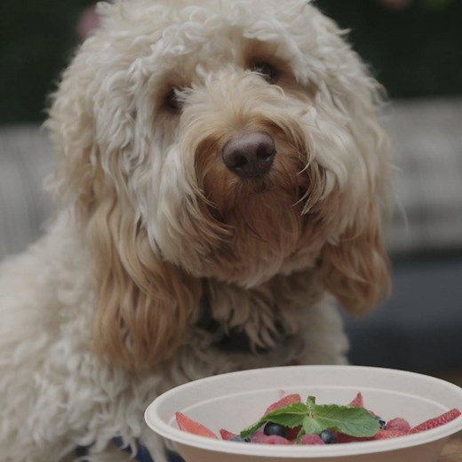 113K views · 271 reactions | Woof, WOOF! That’s dog for, “I’ll take the $42 steak, please!” Would you take your best friend here?  | Localish | Facebook