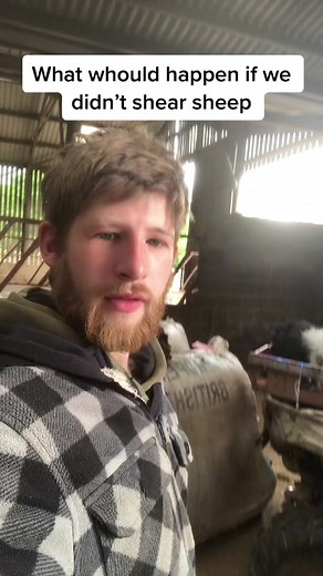 Why Shearing Sheep is Essential