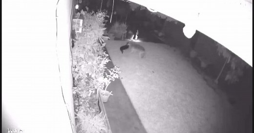 Coyote leaps over fence to attack dog in a Huntington Beach backyard