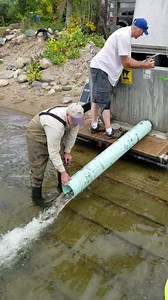 The Minnesota Department of Natural Resources stocked 4,000 fingerlings of sturgeon in Otter Tail Lake this afternoon. Otter Tail Lakes Country | The Outdoor Report