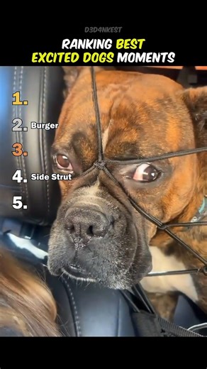 Ranking Best Excited Dogs Moments