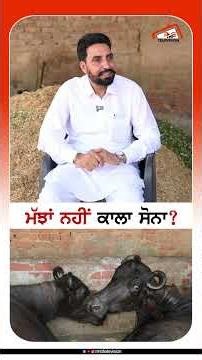 ਮੱਝਾਂ ਨਹੀਂ ਕਾਲਾ ਸੋਨਾ ਇਹ? #rmbtelevision #punjab #dairyfarming #milkproduct #motivational #punjab