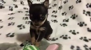 54K views · 6.2K reactions | And just like that, little Fieval figures out how to play with a toy for the first time. His reaction to hearing the squeaker is priceless! He is growing up so fast. <3 | For the Love of Ruby | Facebook